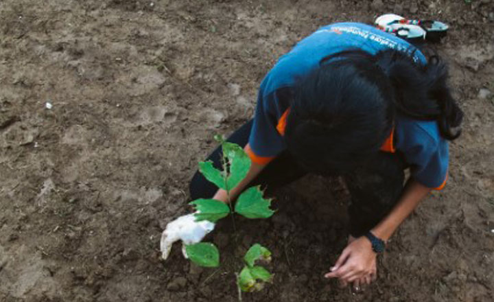 Plant Trees